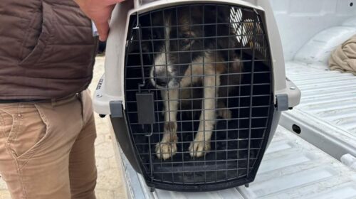 Propaet rescatar a canina en situación crítica, tras denuncia ciudadana