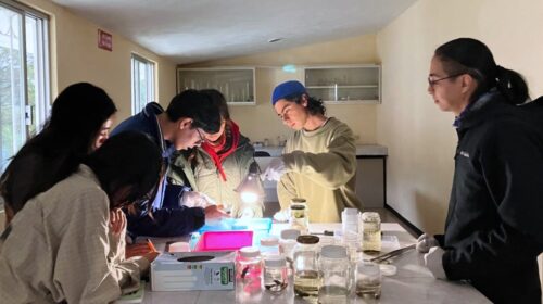 Mantiene CTBC-UATx actividad permanente en estudio de anfibios y reptiles nativos de Tlaxcala