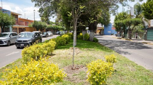 Ayuntamiento de Tlaxcala retira árboles por seguridad y realiza reforestación en bulevar Mariano Sánchez