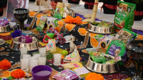 Con ofrendas, cine y música el ayuntamiento de Tlaxcala inicia el “Festival de la Vida y la Muerta 2025”