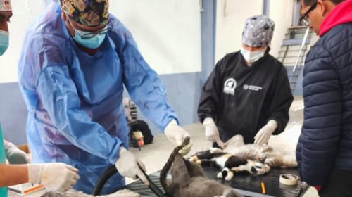 Ayuntamiento de Tlaxcala y Sesa alistan la primera jornada de esterilización canina y felina de 2026