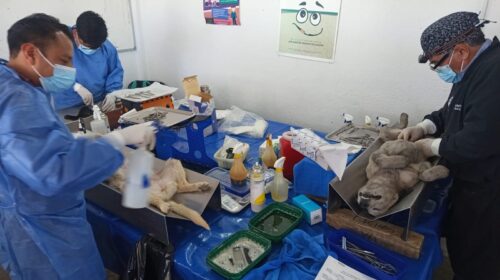 Más de 700 cirugías en campaña de esterilización en Chiautempan