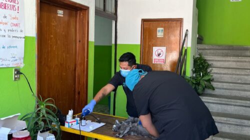 Continúan las jornadas de esterilización en Huamantla para promover la tenencia responsable