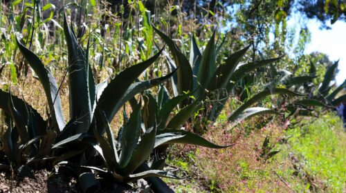 Reconocen al Pulque de Tlaxcala como producto con indicación geográfica