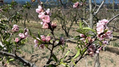 Secretaría de Impulso Agropecuario evalúa posibles daños en huertas de durazno en Atltzayanca