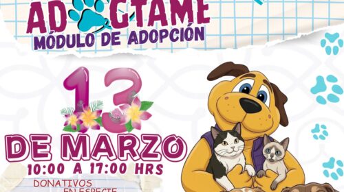 Mediante jornadas “Adogtame”, 91 perritos rescatados encuentran hogar