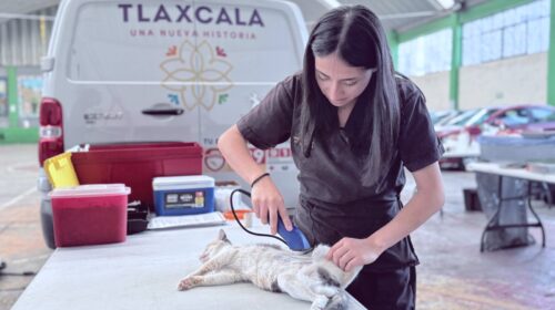 Coordinación de Bienestar Animal brinda más de 4 mil servicios veterinarios