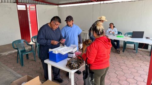 ¡Vacuna a tu mascota! Campaña antirrábica estará toda la semana en Panotla