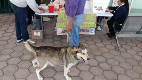 Sesa e IMSS-BIENESTAR aplicarán más de 388 mil vacunas antirrábicas a perros y gatos