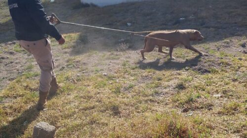 Rescatan a canino atrapado en Huamantla; llaman a la tenencia responsable