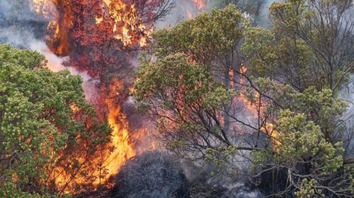 Sofoca Protección Civil de SPM incendio forestal en zona boscosa de La Malinche