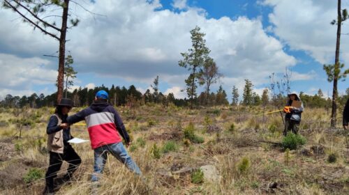 Supervisa Tlaxco acciones de reforestación en el ejido El Peñón