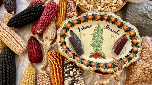 Ixtenco conmemora 15 años de la fiesta del maíz, símbolo de identidad y tradición en Tlaxcala