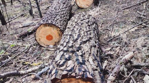 Profepa asegura madera por aprovechamiento ilegal en Calpulalpan