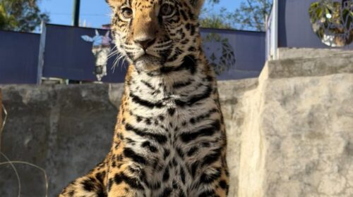 Nace cría de Jaguar en el Zoológico del Altiplano; refuerza Tlaxcala estrategia de conservación