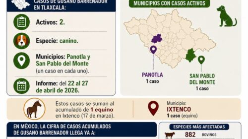 Alerta sanitaria en Tlaxcala: detectan casos de gusano barrenador en perros en Panotla y San Pablo del Monte