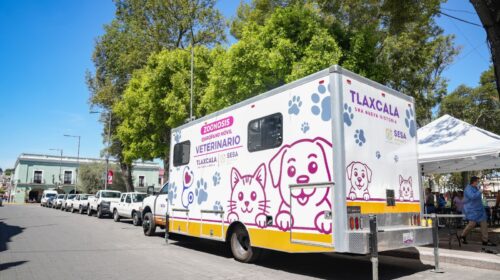 Habrá más jornadas gratuitas de esterilización en la capital tras éxito de primera campaña impulsada por Alfonso Sánchez