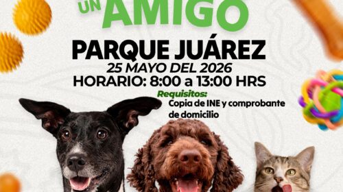 “Adopta un Amigo”: Invitan a jornada de adopción de perritos y gatitos en Huamantla 