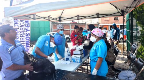 Gobierno de Alfonso Sánchez García fortalece el bienestar animal con jornada de atención a mascotas en la Loma Xicohténcatl