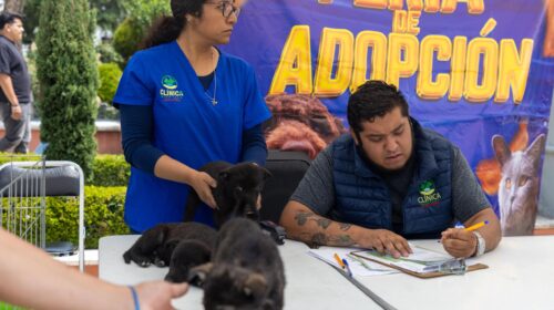 “Adopta un Amigo” cambia historias y encuentra nuevos hogares para 12 perritos en Huamantla