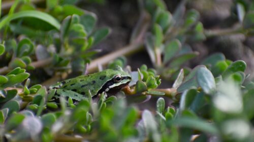 Investigadores del CTBC-UATx suman evidencia científica sobre anfibios y reptiles de Tlaxcala en conteo Latinoamericano