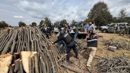 Refuerzan operativos contra la tala ilegal en Tlaxcala; Profepa reporta más de 115 acciones y 631 m³ de madera asegura