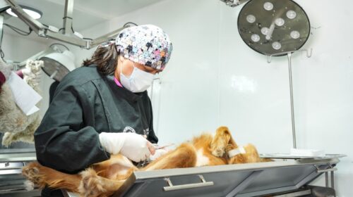 Ayuntamiento de Tlaxcala y Sesa acercarán en julio nueva campaña gratuita de esterilización y vacunación canina y felina