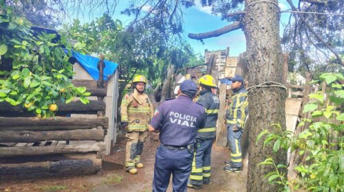Previenen policía municipal y Protección Civil de la capital posible accidente por árbol en riesgo de caer en Atempan