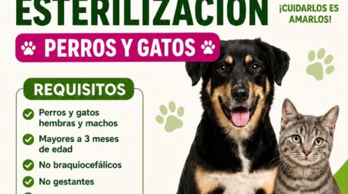 Gobierno de Huamantla invita a la Campaña de Esterilización para perros y gatos y promueve la tenencia responsable de animales de compañía