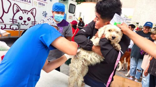 Avanza con éxito campaña gratuita de esterilización canina y felina en la capital; este jueves estuvo en Chimalpa