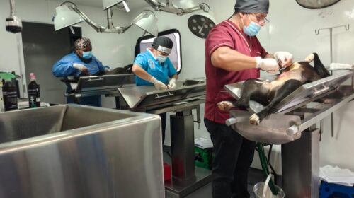 Ayuntamiento de Tlaxcala cierra con éxito campaña de bienestar animal: reliza 705 esterilizaciones