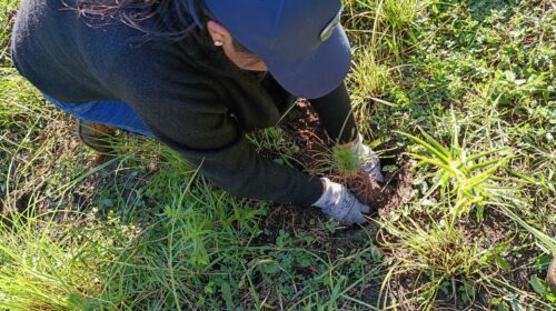 Tetlanohcan concluye jornada de reforestación del Programa de Empleo Temporal con la plantación de 7,880 árboles