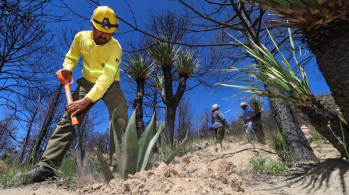 Jornada Nacional de Reforestación en Tlaxcala iniciará a las 9:00 horas desde Atltzayanca