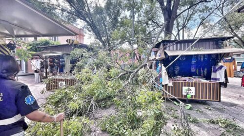 Gobierno municipal de Tlaxcala da respuesta inmediata ante caída de rama en el parque Xicohténcatl