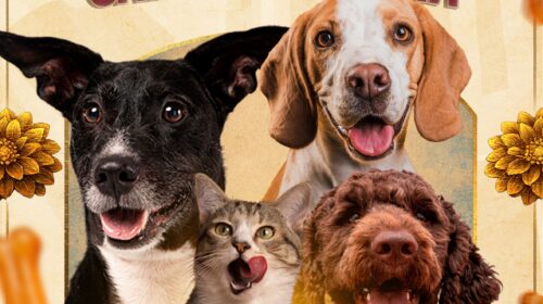 Feria Internacional del Arte Efímero y de la Dalia suma una jornada de amor y bienestar animal