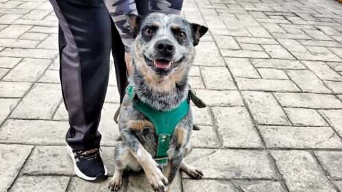 Ayuntamiento de Tlaxcala acercará servicios de salud animal a San Gabriel Cuauhtla y Tizatlán en septiembre 