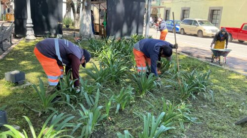 Servicios Públicos de la capital da mantenimiento a áreas verdes de la plaza Xicohténcatl 