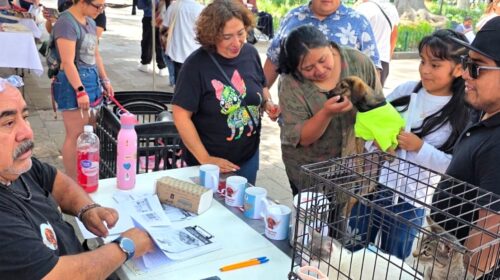 Logra jornada de adopción del ayuntamiento de Tlaxcala y Fundación Ángeles de Galatea nuevo hogar para 10 perros y dos gatos