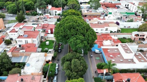 Ayuntamiento de Tlaxcala realiza poda de jacarandas para mejorar imagen urbana y seguridad en bulevar Mariano Sánchez 