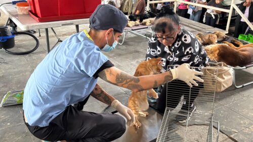 ¡Chiautempan se pone las pilas por las mascotas! Realizan jornada de esterilización y atienden a 30 animalitos
