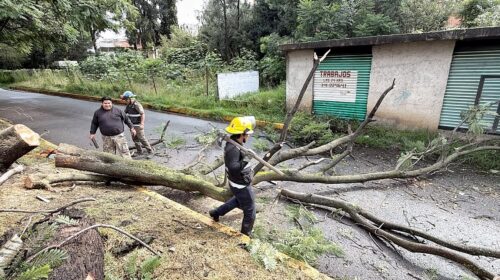 Áreas del ayuntamiento de Tlaxcala atienden caída de árbol en la carretera Tlaxcala-Puebla
