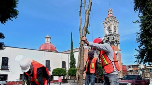 Cumple Blanca Angulo: Parque Hidalgo recibe nuevos árboles y plantas