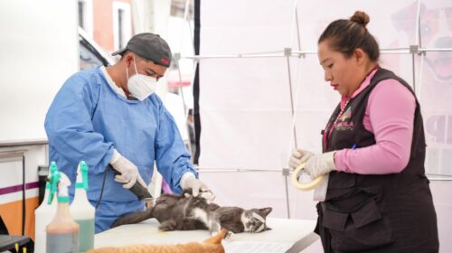 Como parte de la caravana de salud gobierno municipal de Tlaxcala y Sesa promueven el bienestar animal con jornada de esterilización 