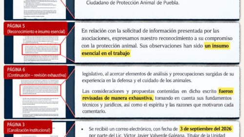 Senado confirma revisión de propuestas ciudadanas sobre bienestar animal